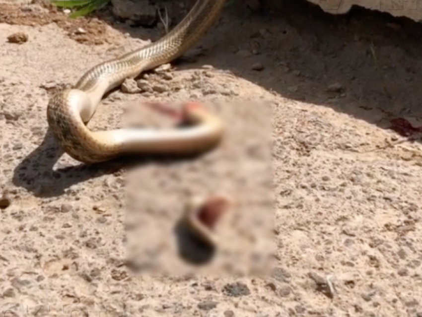 Отрубленная голова змеи пыталась напасть на людей