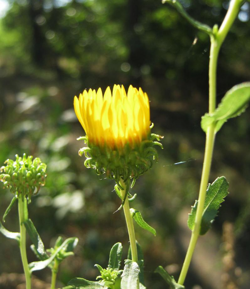 Небольшое похолодание ждет камышан в первой декаде августа