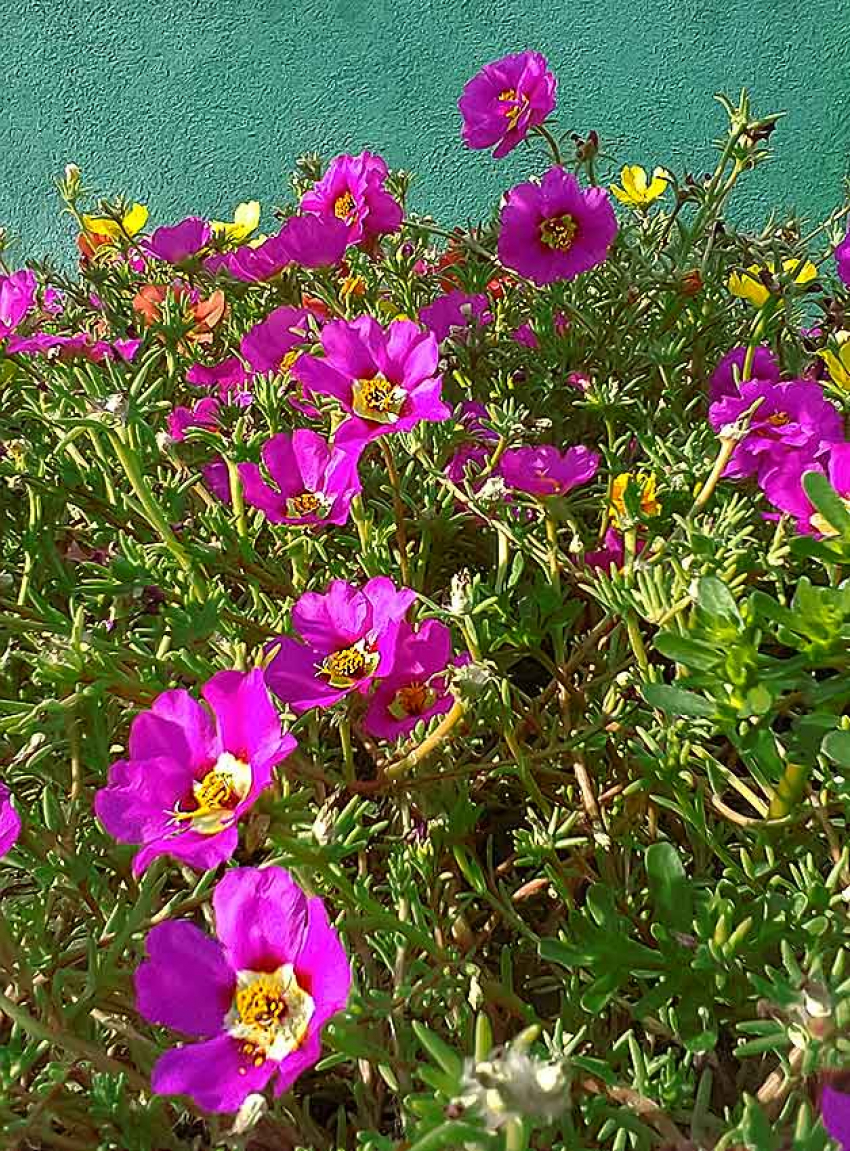 В последний день лета в Камышине так же жарко, как в разгар июля