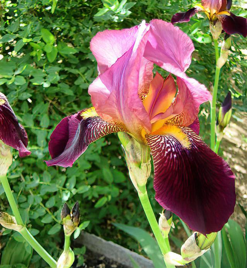 "Московская погода» установится в воскресенье 18 мая в Камышине