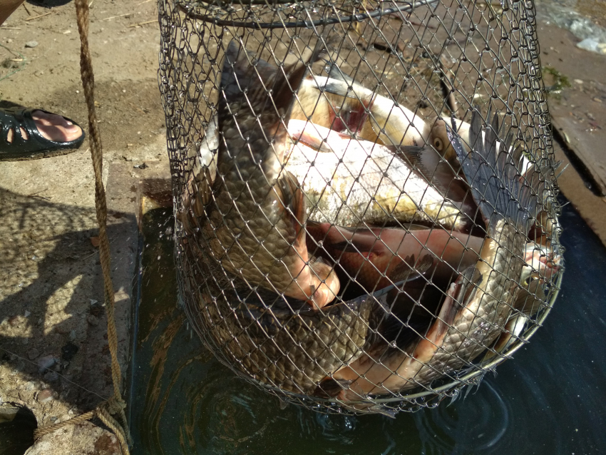 Удачливый камышинский рыбак наловил полный садок, пока «купальщики по удочкам прыгали» 