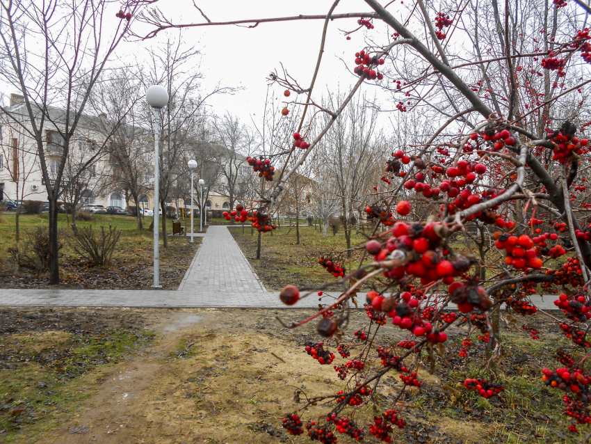 Природные «качели» в 10 градусов: погода в Камышине 16 декабря