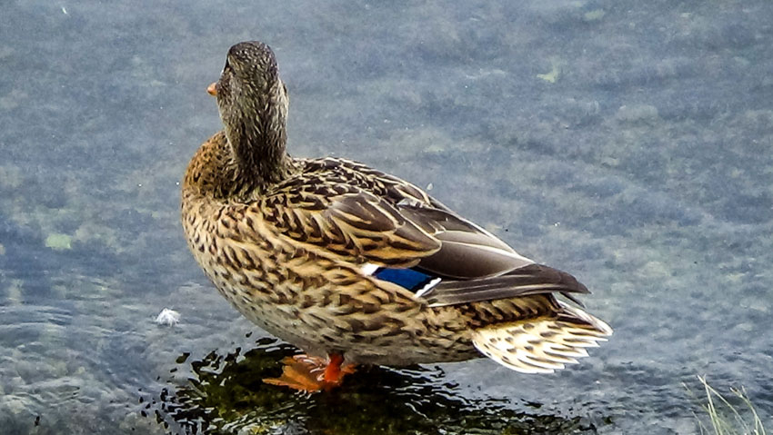 Камышане приходят с камерами на набережную, чтобы влюбиться в Камышин, как в первый раз (ВИДЕО)