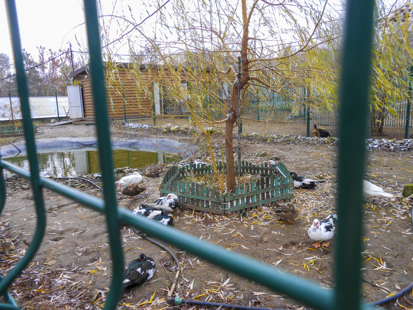 Птичье поголовье нахохлилось в мини-зоосаде Камышина