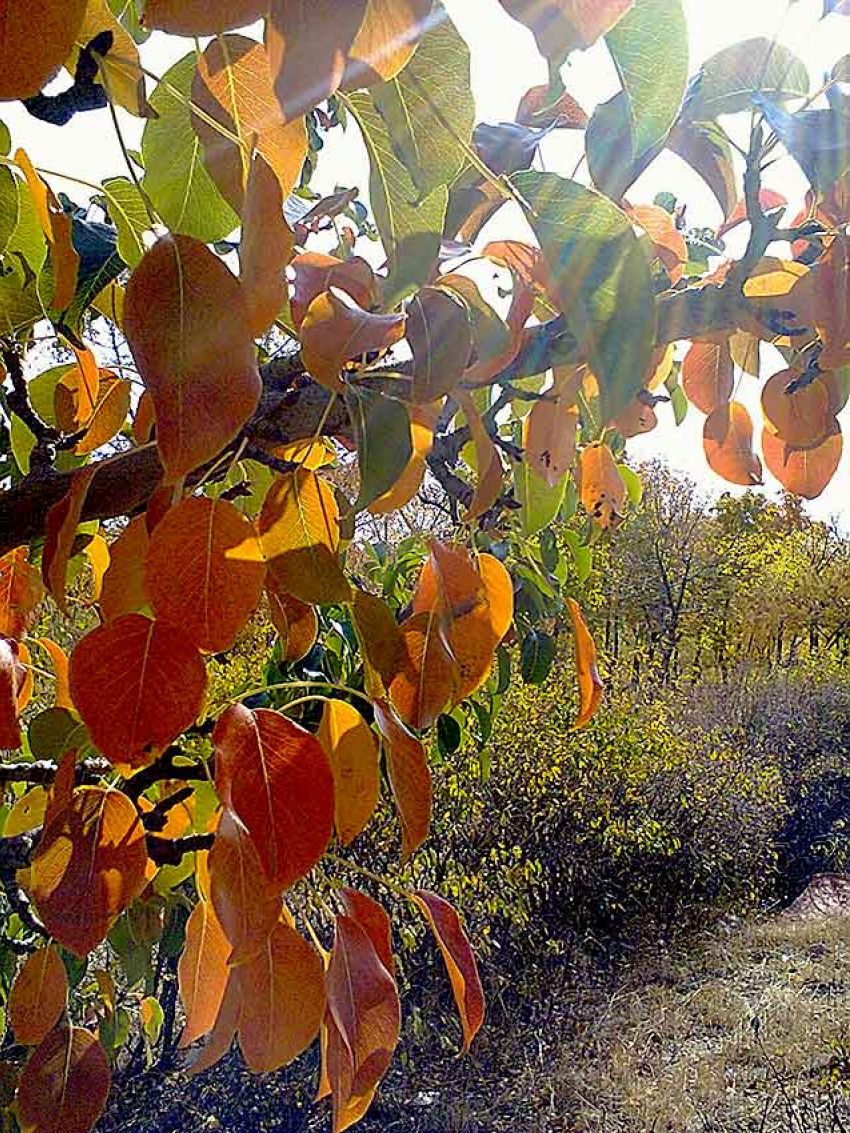 Cтало немного подробнее известно, кого еще из жителей  Волгоградской области по состоянию на 14 октября похоронили в закрытых гробах из-за COVID