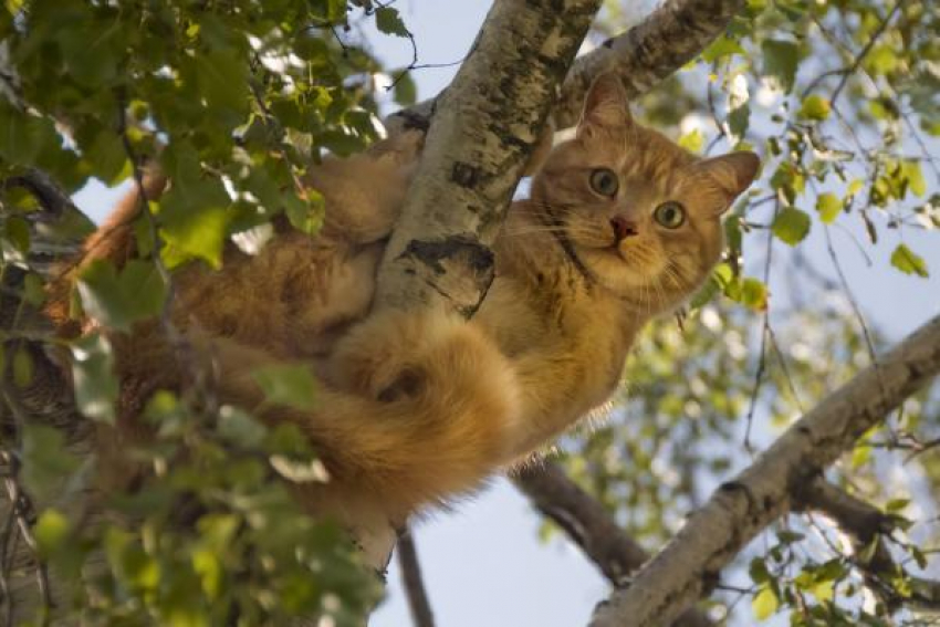 В День защиты животных в Камышине солнечно и по-осеннему прохладно, народные приметы