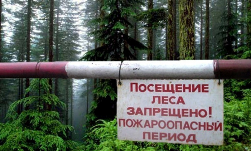 В Камышинском районе продлен запрет на посещение лесов