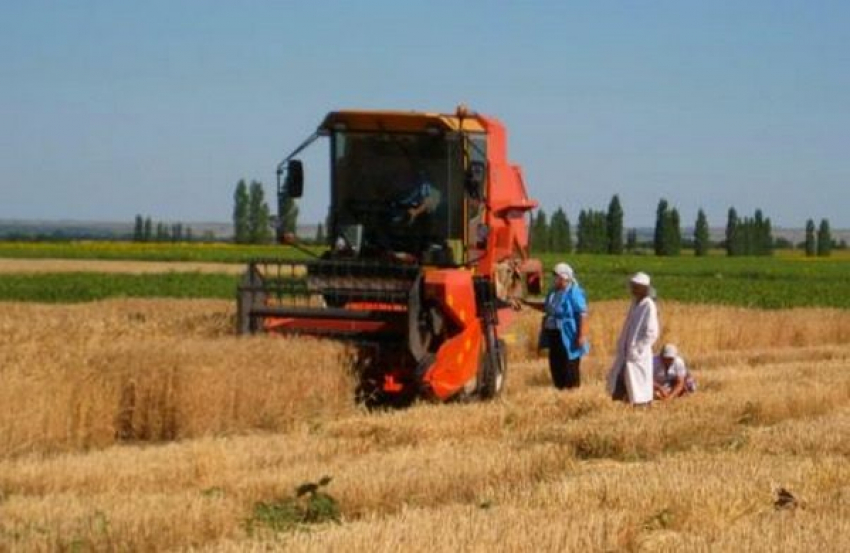 На опытное пшеничное поле в Камышинском районе вышел суперкомбайн