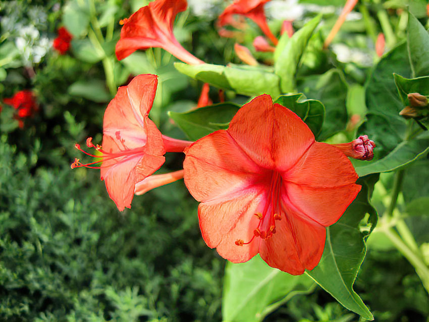 Солнце в брызгах дождя: погода в Камышине 12 августа