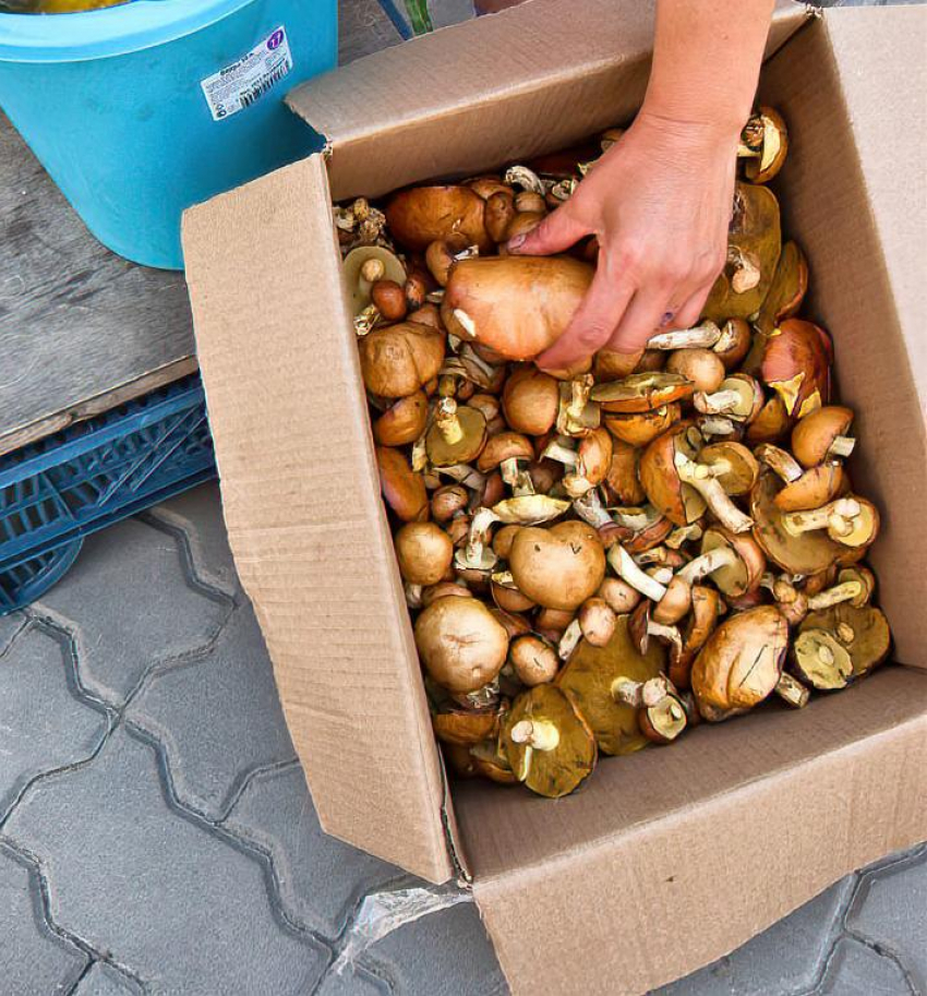 Камышане обсуждают «грибную» услугу как «модель» допзаработка