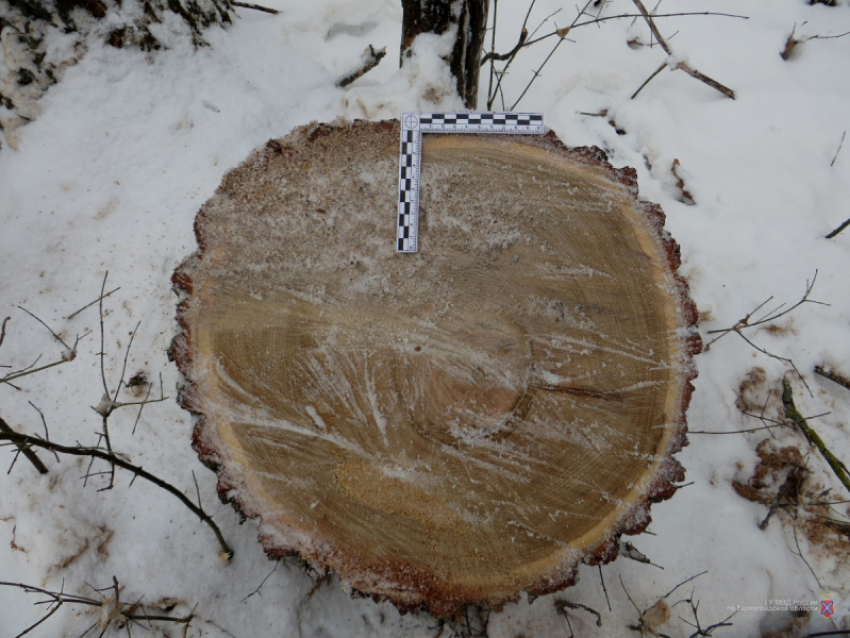 Шашлычнику приглянулись на дрова для мангала красавцы-дубы