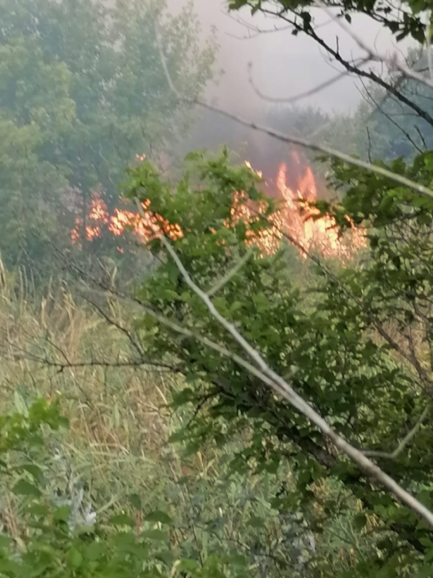 Лесные пожары начались и в Камышинском районе