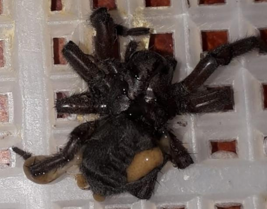 Огромного черного паука выловили в спальном жилом квартале, - «Блокнот Волжского"