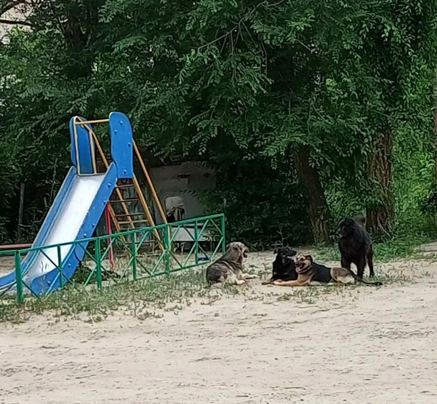 "На детской площадке в Камышине поселилась стая бродячих собак, очень агрессивные"!