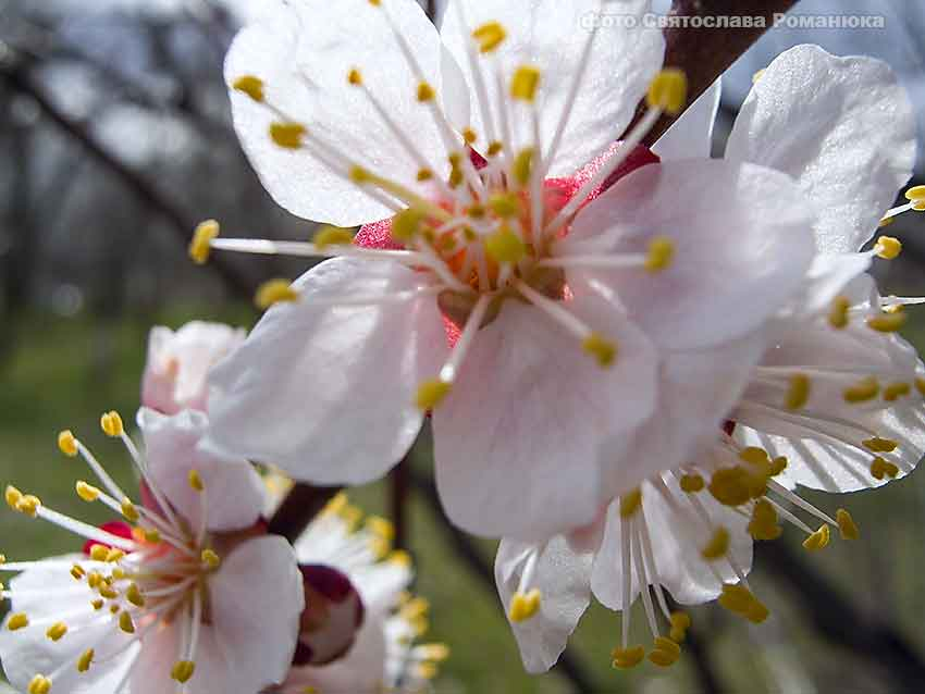 Инициативная группа камышан продвигает идею Абрикосового бульвара в городе