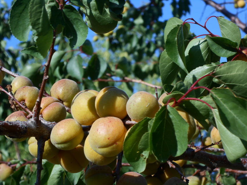 В Камышине пенсионеры отправились по абрикосы с ... удочкой