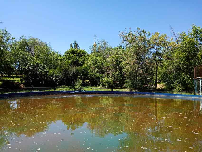 Не кажется ли администрации городского парка, что пора поменять воду в искусственном озере, а то оно стало болотом? - камышанка