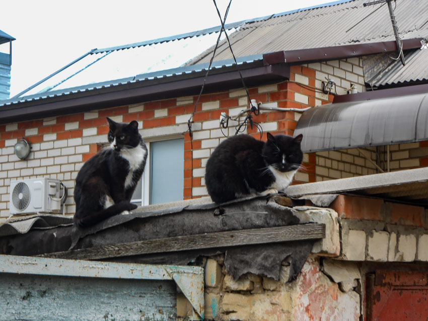 В Камышине сегодня, 10 ноября, отключат свет в двух домах пятого микрорайона и в двух домах - четвертого