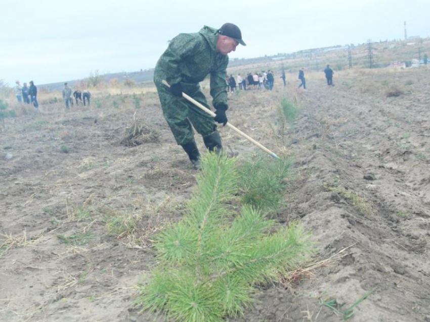 Сотрудники полиции города Камышина высадили в парке более 1000 саженцев крымской сосны