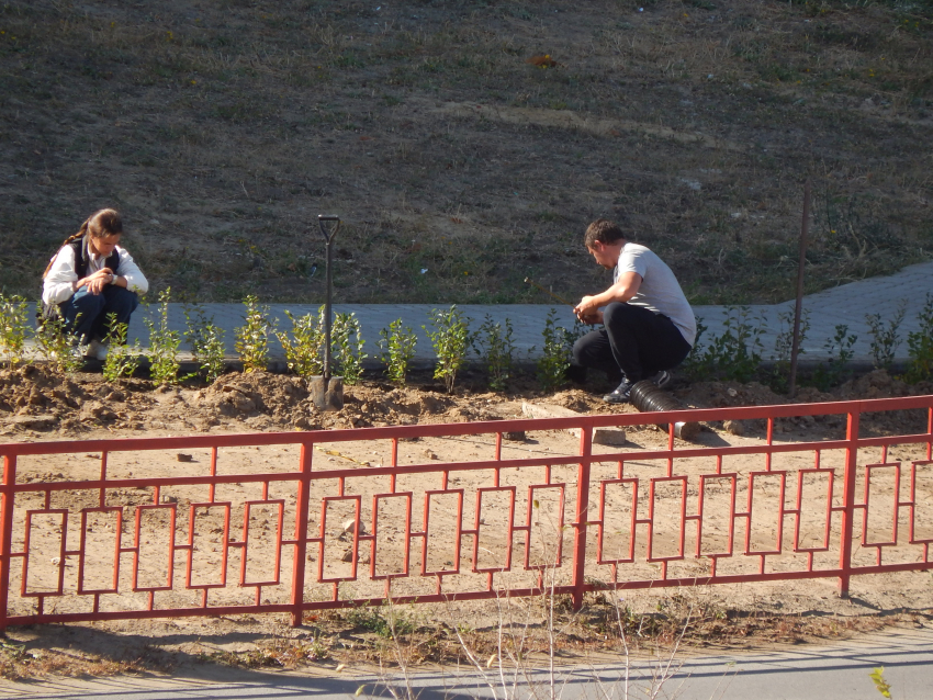 В Камышине службы благоустройства высаживают декоративный кустарник на 3-м городке