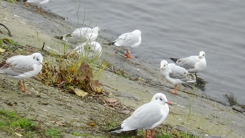 В Волгоградской области объявили «желтый» уровень погодной опасности из-за тумана, а камышане любуются магией города в дымке (ВИДЕО)