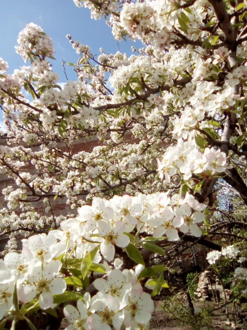 Камышин при +22 превращается в город-сад