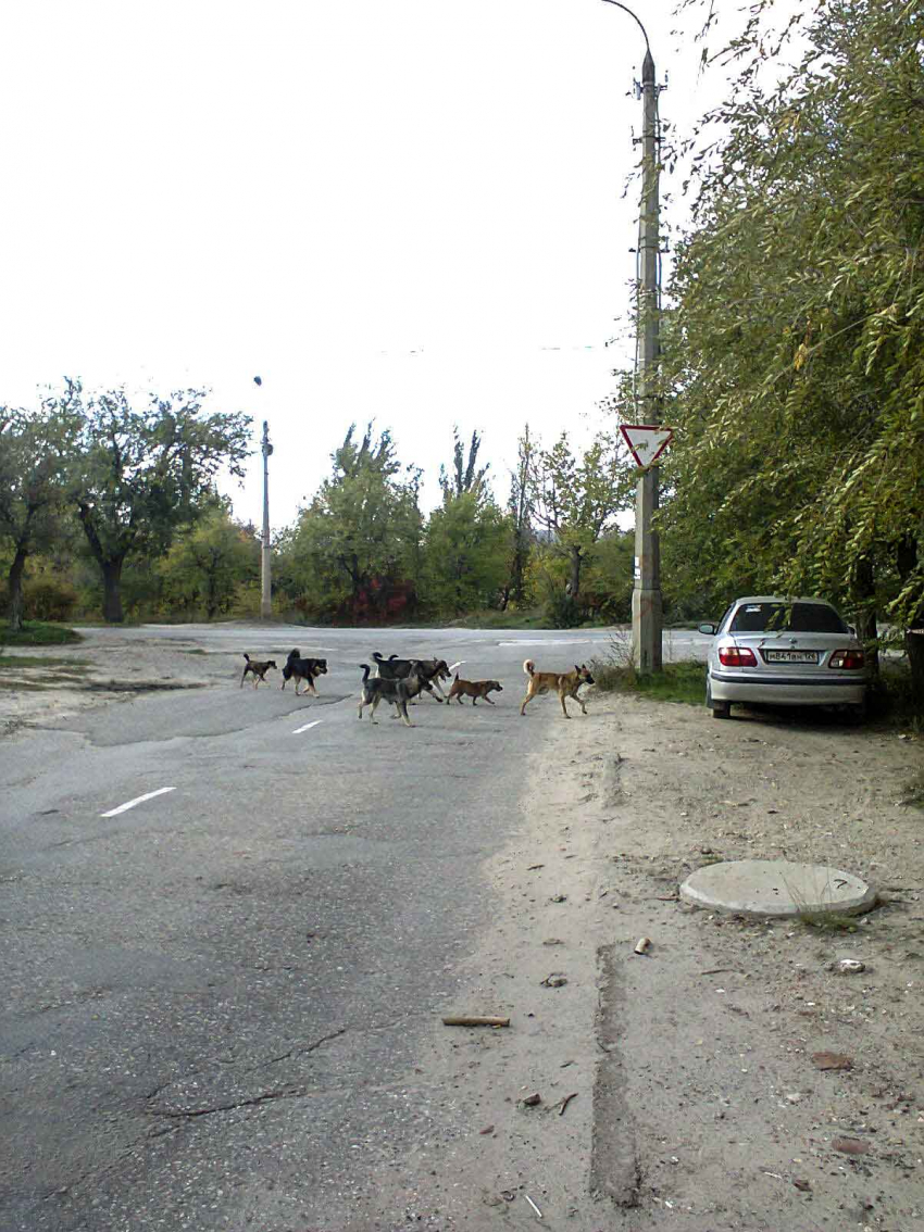 В Камышине пора устанавливать дорожные знаки «собачий переход", - камышанин