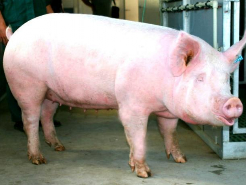 Чума свиней распространилась по Камышинскому району