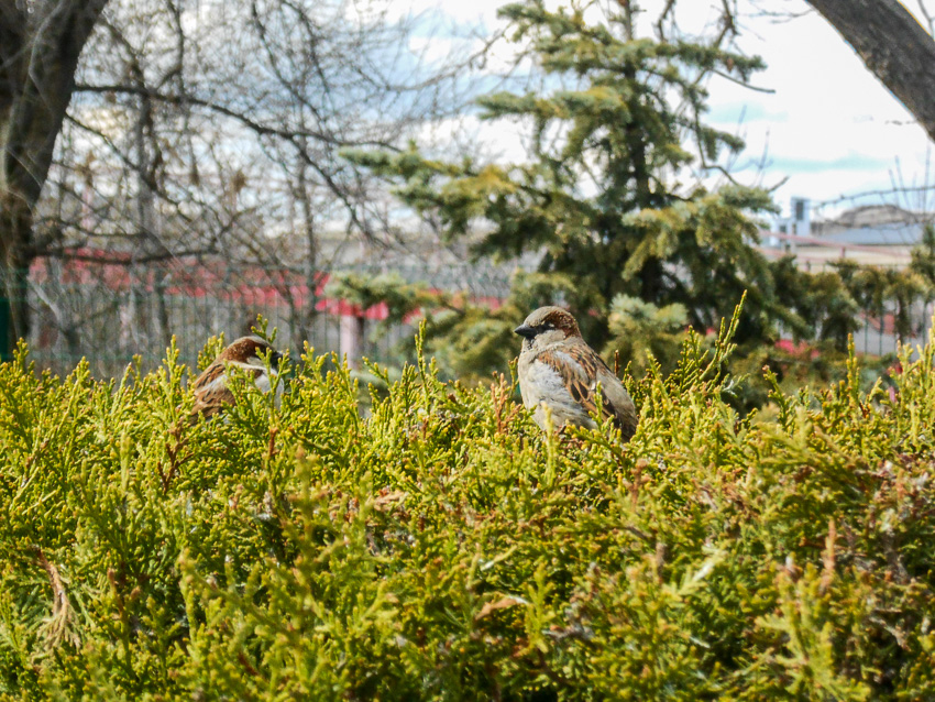 Мощный космический шторм будет досаждать метеочувствительным камышанам 10 апреля