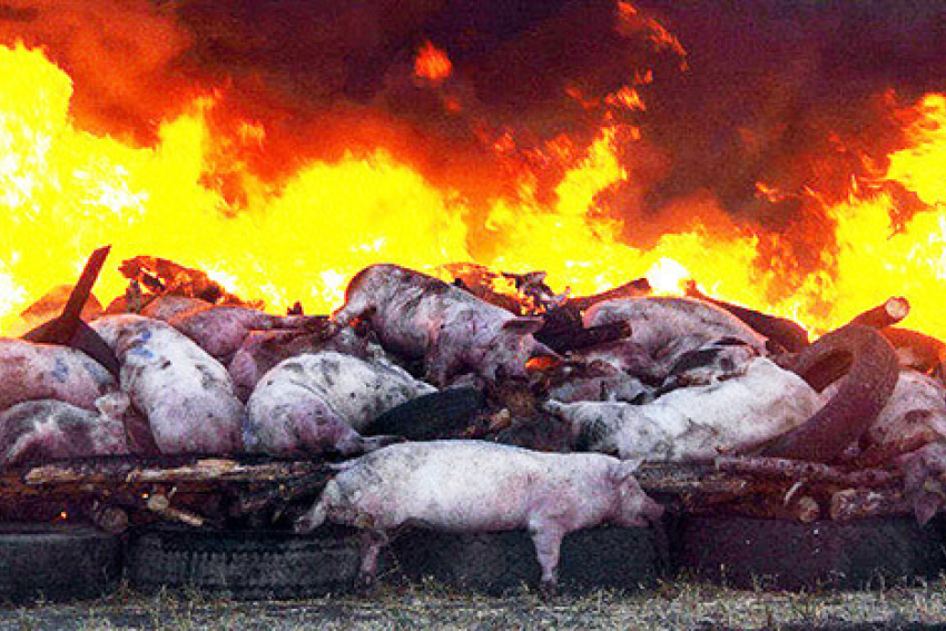 В Камышинском районе сжигают больных свиней, потому что другой меры борьбы с инфекцией просто нет