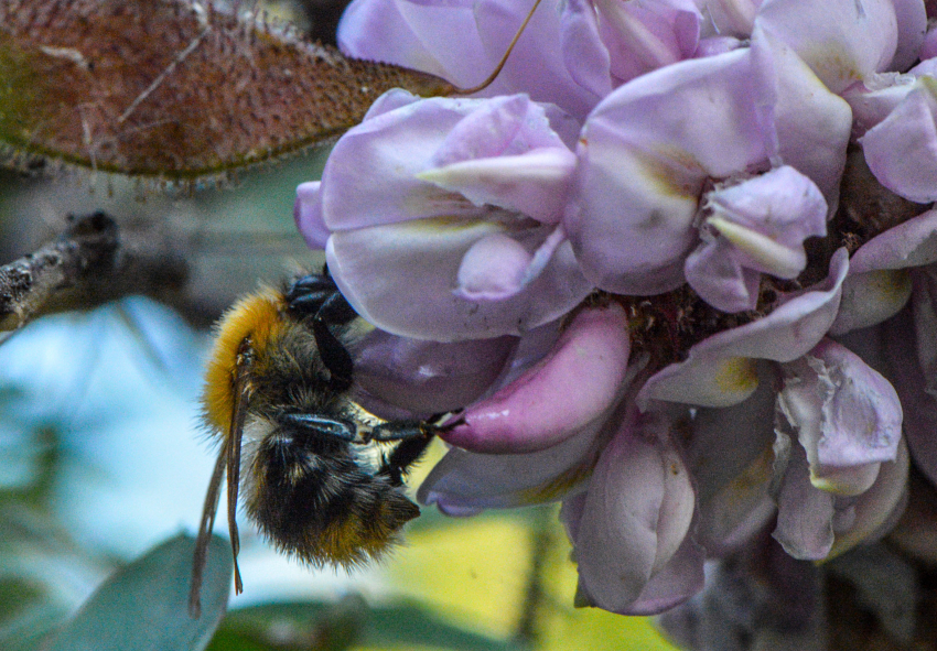 Новый акациевый питомник создали в Камышинском районе