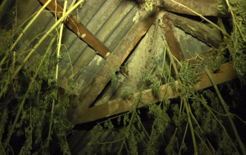 Житель Камышинского района хранил марихуану на чердаке