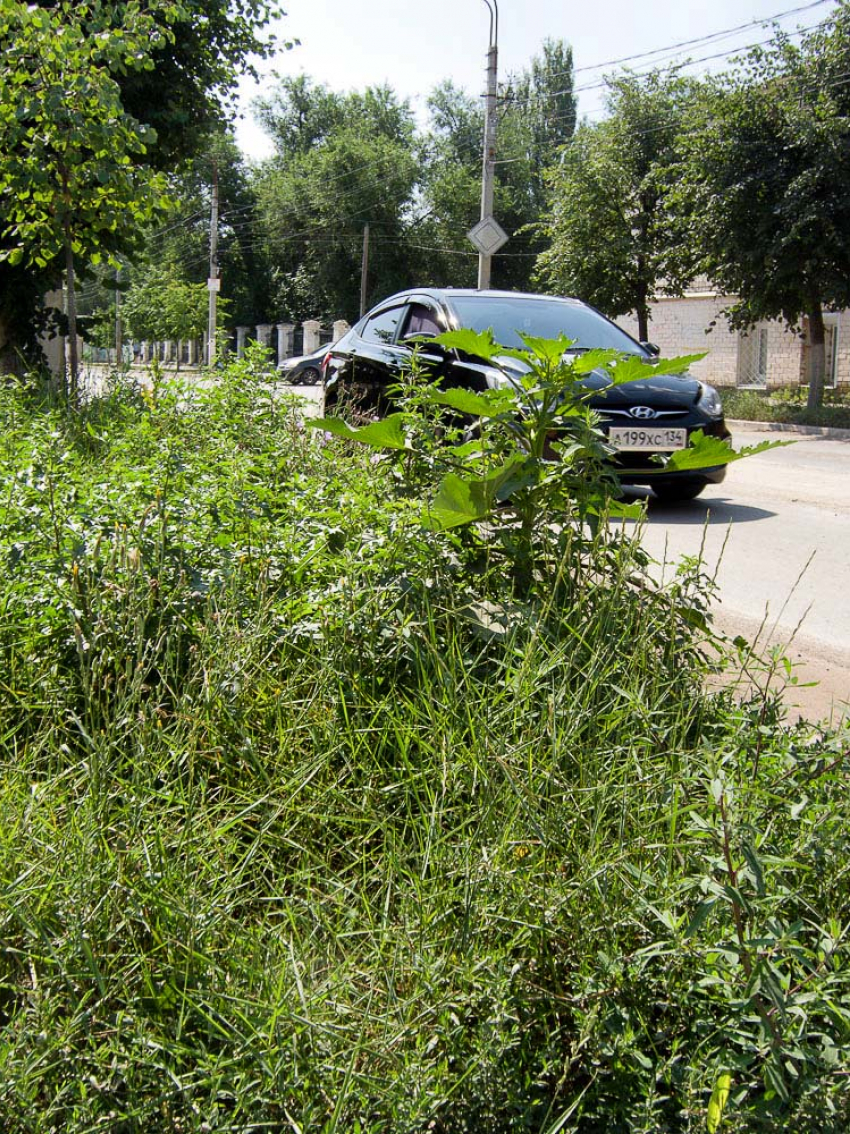 Администрация Камышина требует от горожан «периодического кошения травы» и уборки всей городской территории под угрозой штрафа в 4 тысячи