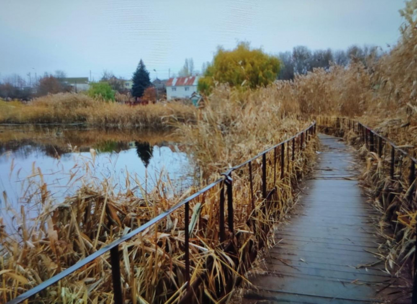 Камышовые джунгли у известного мостика на 3-м городке в Камышине опять грозят пожаром, - камышанка