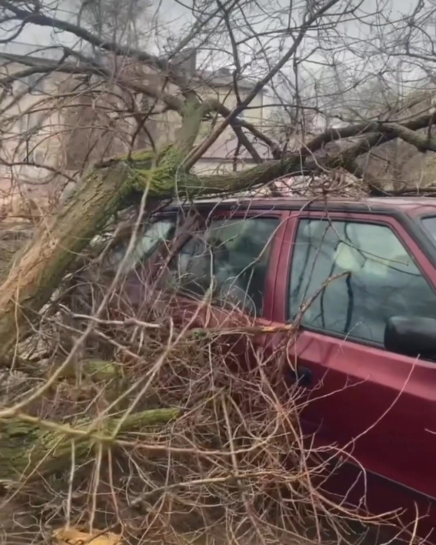 В Камышине из-за шквала дерево рухнуло на автомобиль в 4-м микрорайоне