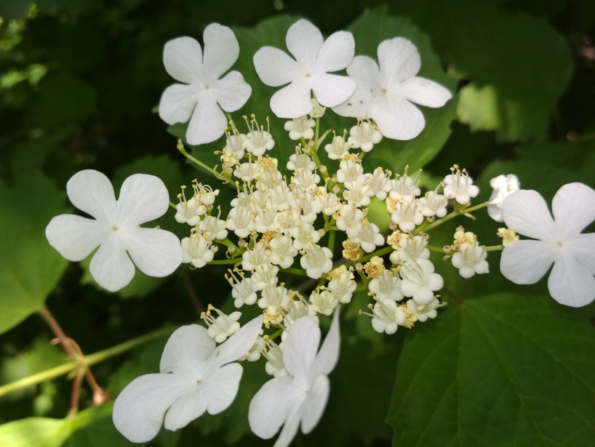 Последний день весны в Камышине будет солнечным, с брызгами короткого дождя
