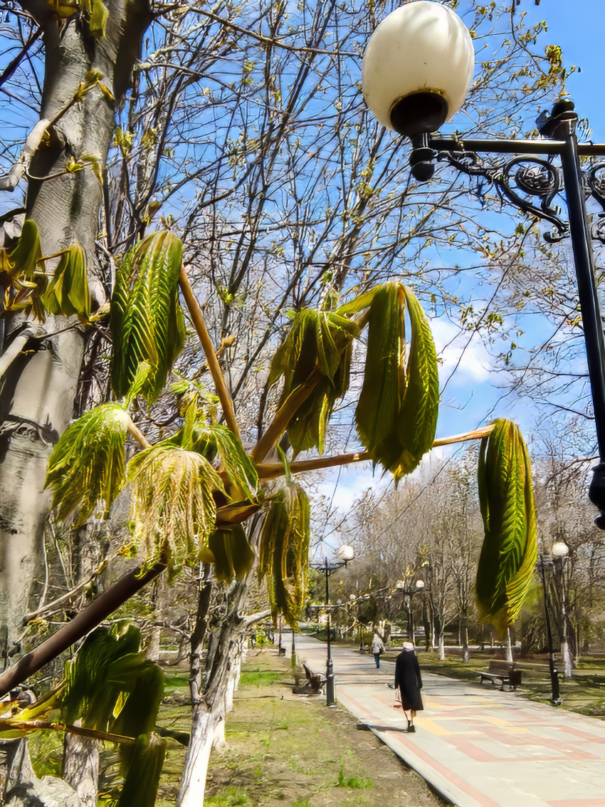 В Камышине скоро подует южный ветер и потеплеет, а сегодня, 25 апреля,  в прогнозе синоптиков стоят «снежинки"