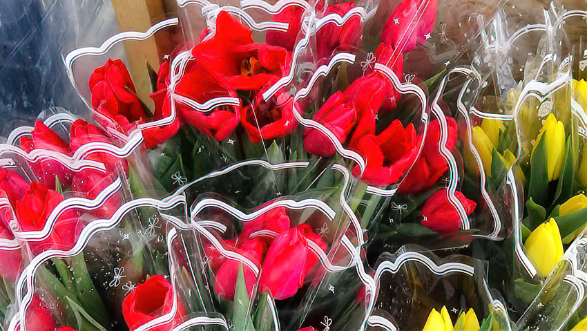 В Камышине появилась реклама предзаказа тюльпанов, цены космические