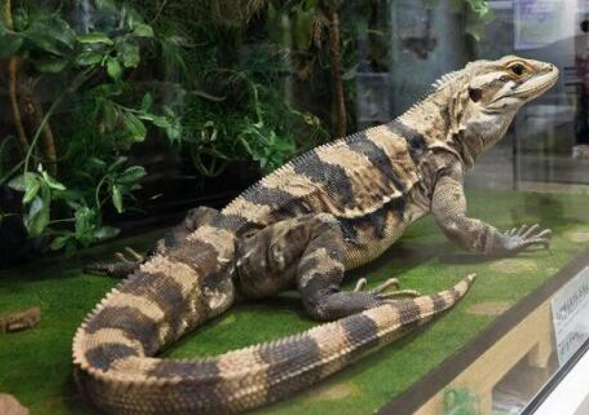 Как увлеченный молодой коллекционер хвостатой экзотики «пролетел» с вараном в Волгоградской области