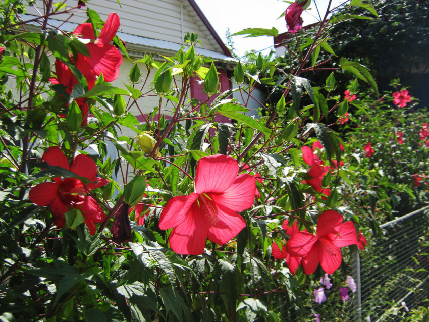 Жара немного умерила свой пыл в Камышине: погода 6 августа