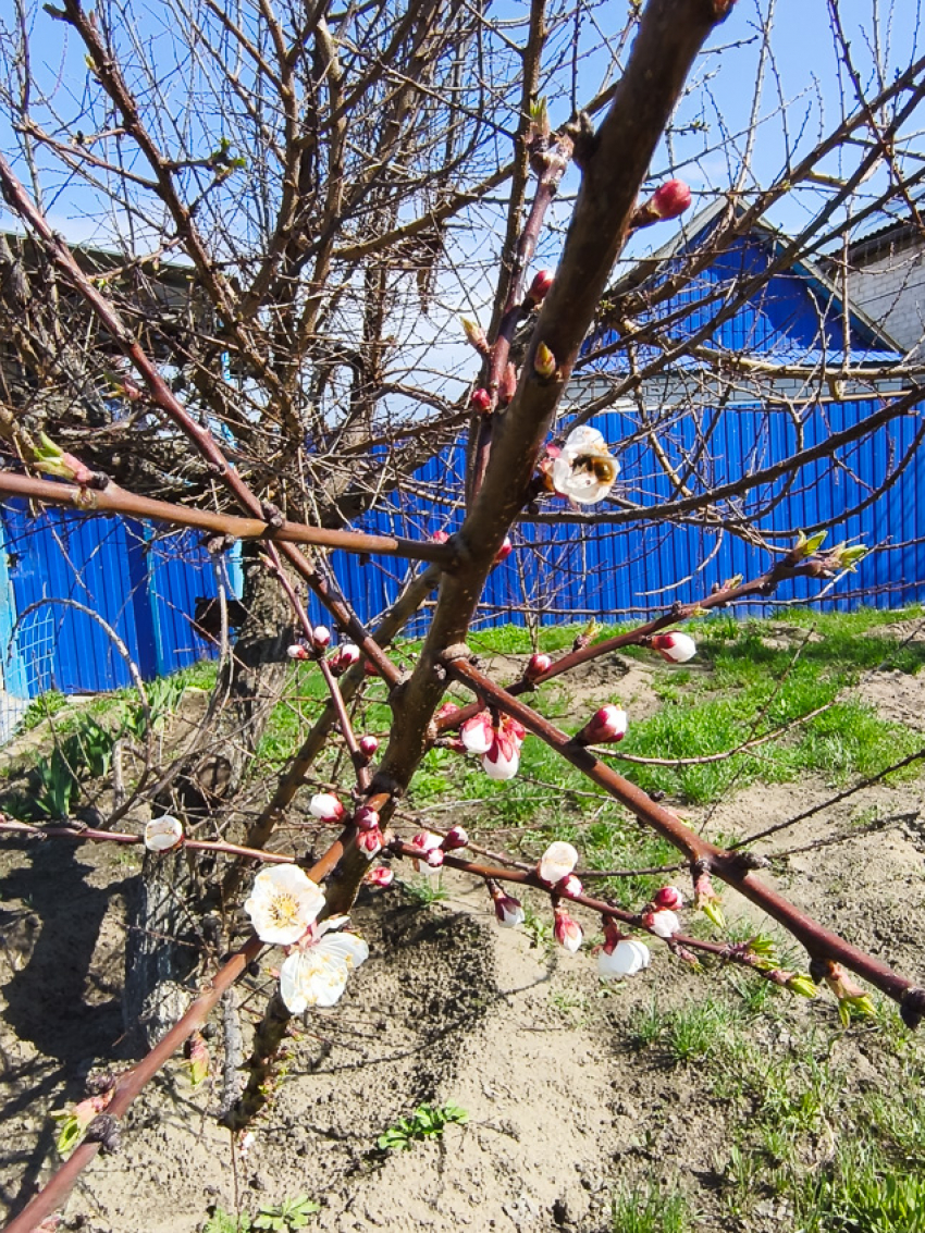 В Камышине раскрыли бутоны самые «нетерпеливые» абрикосовые деревья