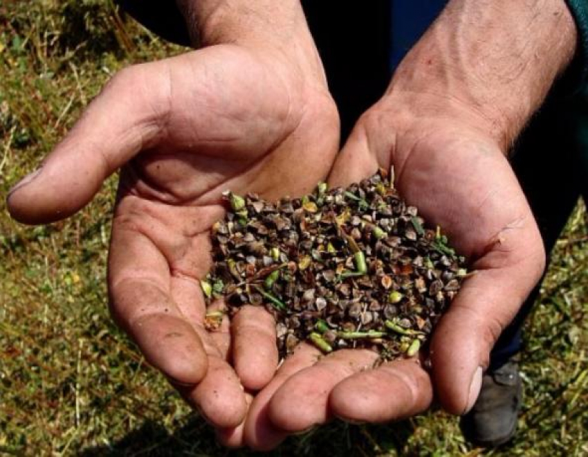 Аграрии Камышинского района убрали 28 000 га зерновых культур