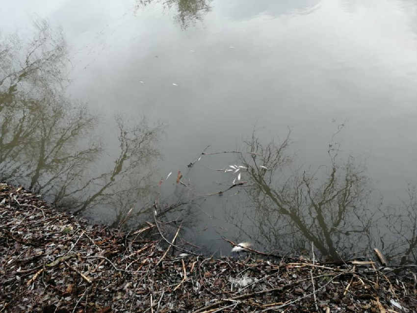 Пробы воды из реки Арчеда с мертвой рыбой шокировали экспертов