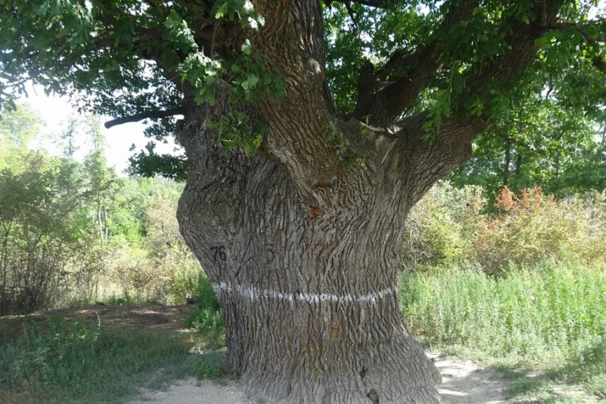 Трехвековой дуб-целитель по соседству с Камышинским районом хочет получить звание «дерева года"