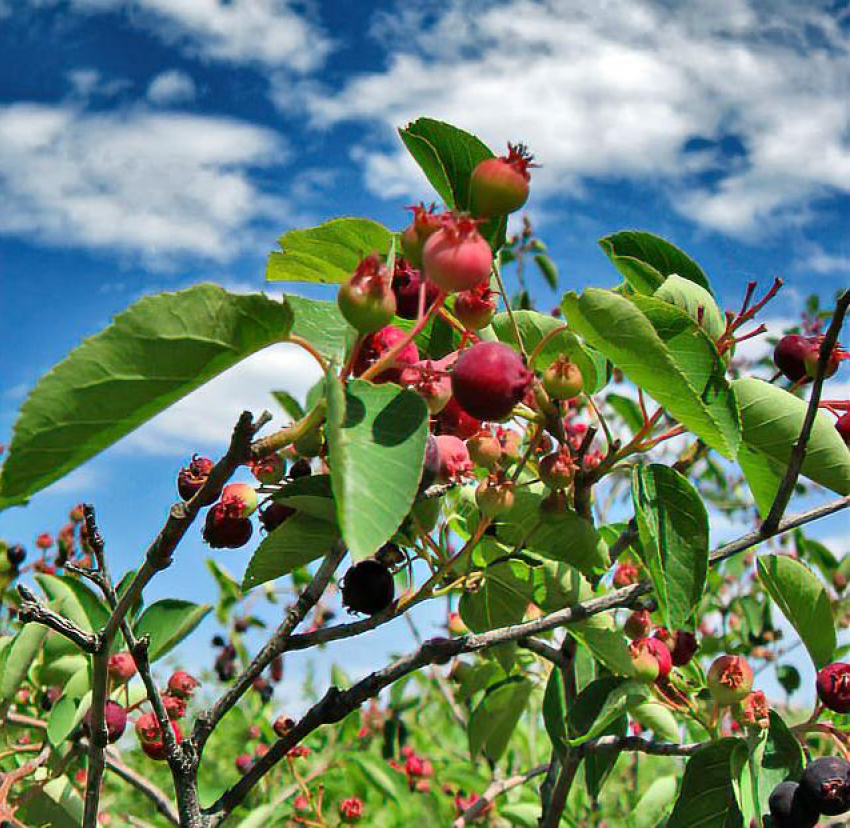 Хорошая летняя погода ожидает камышан 13 июня, но...