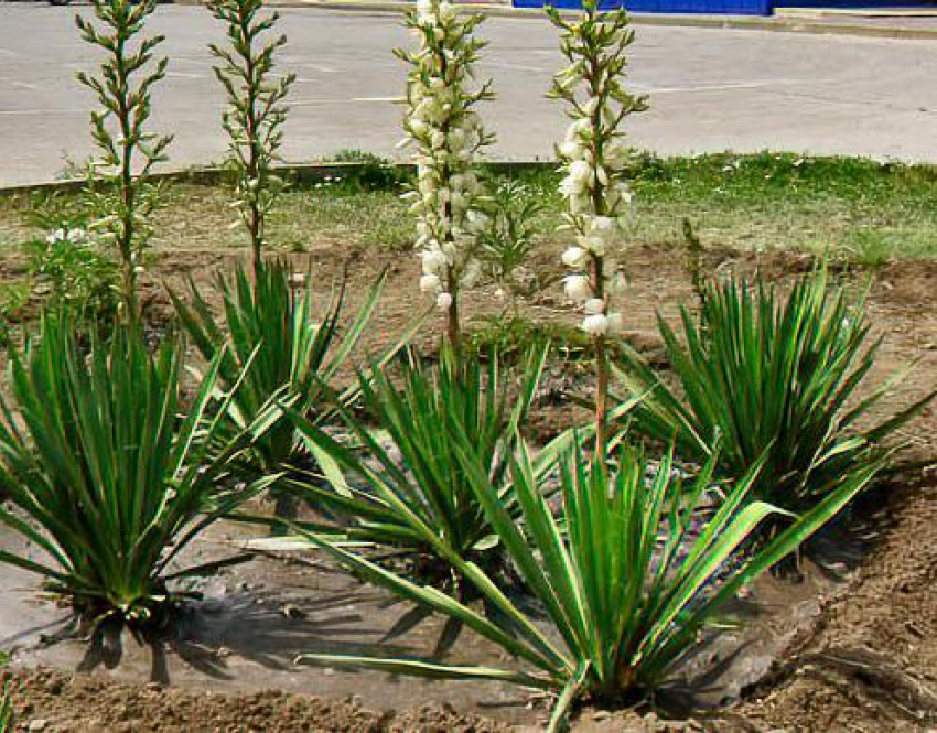 В Камышине на площади Героя России Александра Колгатина  распустилась сочинская юкка