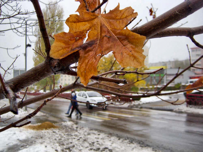 Прощание с первым снегом: дождливо, пасмурно и тепло будет в Камышине 28 октября