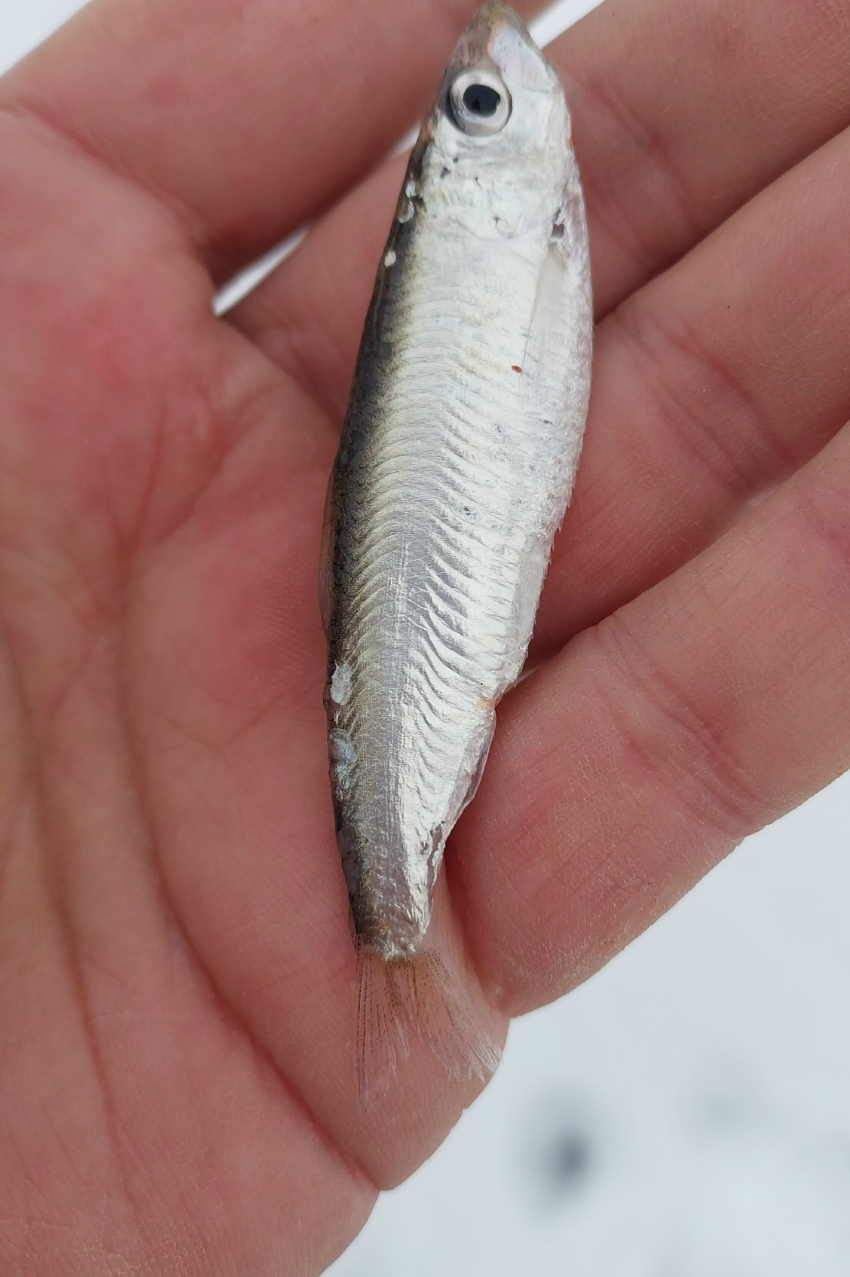 Невиданную для Волги рыбу поймал опытный волгоградский рыбак  