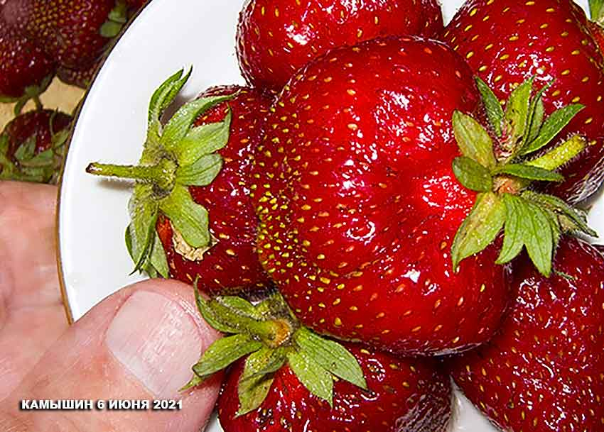 Большие и маленькие рынки Камышина завалены клубникой, ягоду можно купить по 100 рублей за килограмм