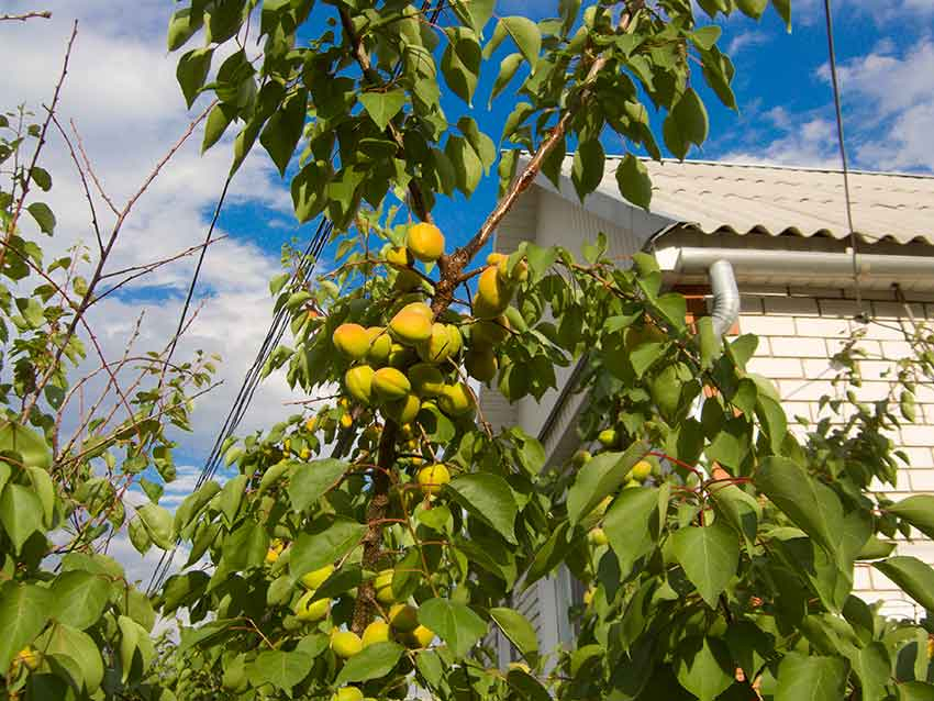 В Камышине зреет хороший урожай абрикосов